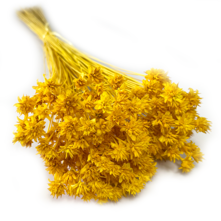 Hill Flower żółty.png