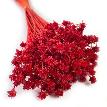 Hill Flower czerwony.png