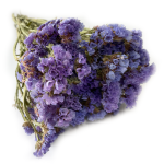 Zatrwian wrębny (limonium) | niebieski | 70 g