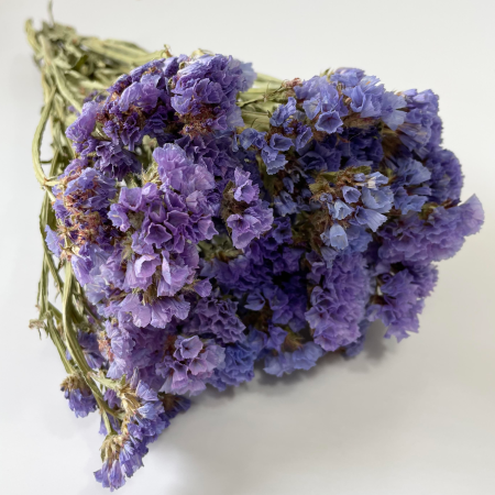 Zatrwian niebieski.png