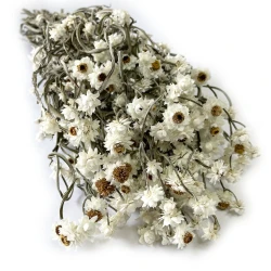 Złociszek suszony wiekuistka | biały, naturalny | 80 g