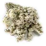 Zatrwian wrębny (limonium) | biały | 70 g