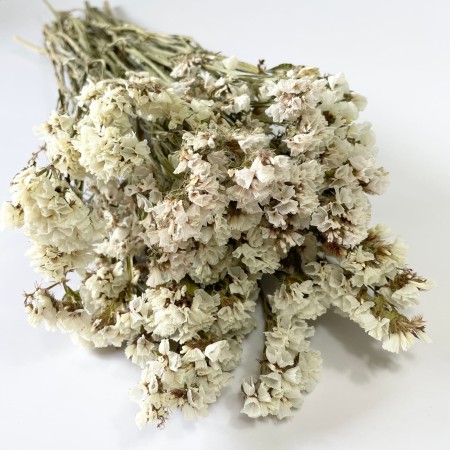 Zatrwian wrębny biały.jpg