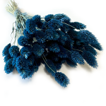 Kanar (Phalaris) suszony | granatowy | ok. 100 szt. | 60 cm