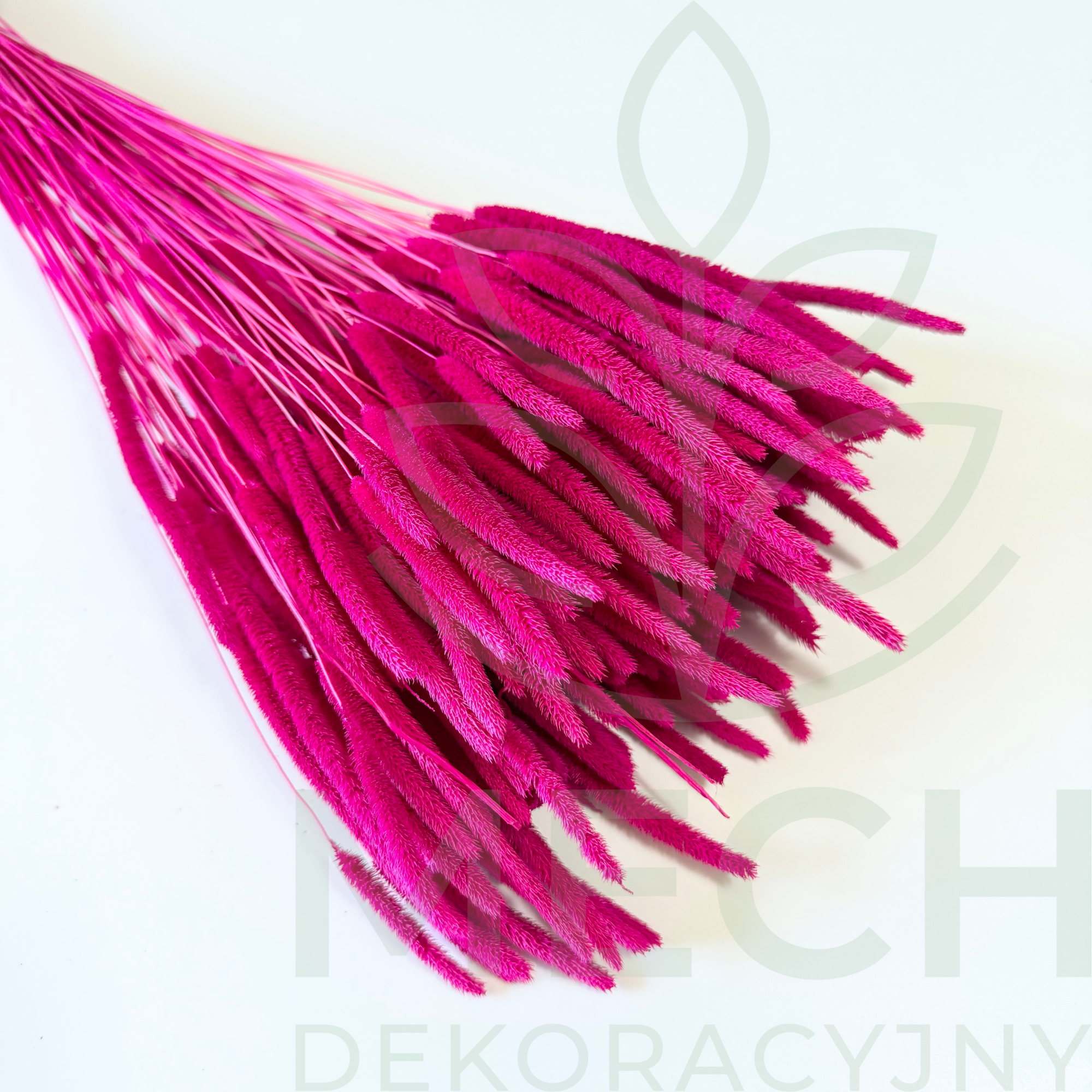 Tymotka fuksja suszona.png