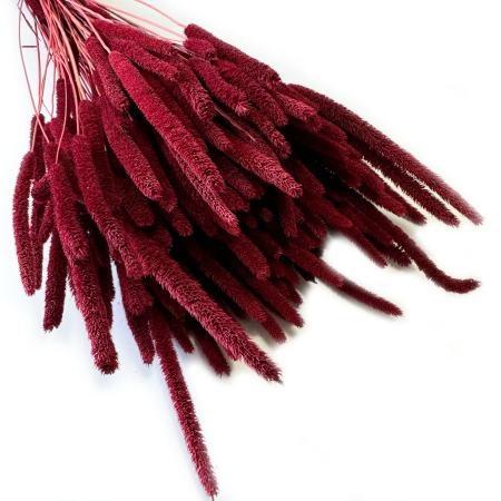 Tymotka bordowa.png