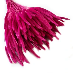 Tymotka (Phleum) suszona | fuksja | ok. 120 szt. | 60 cm