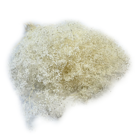 Gipsówka mini biała.png