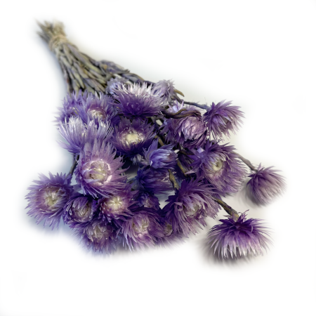 Kocanka fioletowa.png