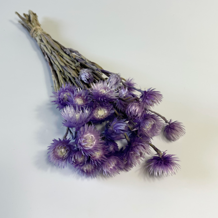 Kocanka suszona fioletowa.png