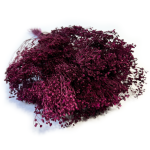 Broom Bloom suszony | ciemna fuksja | ok. 100 g