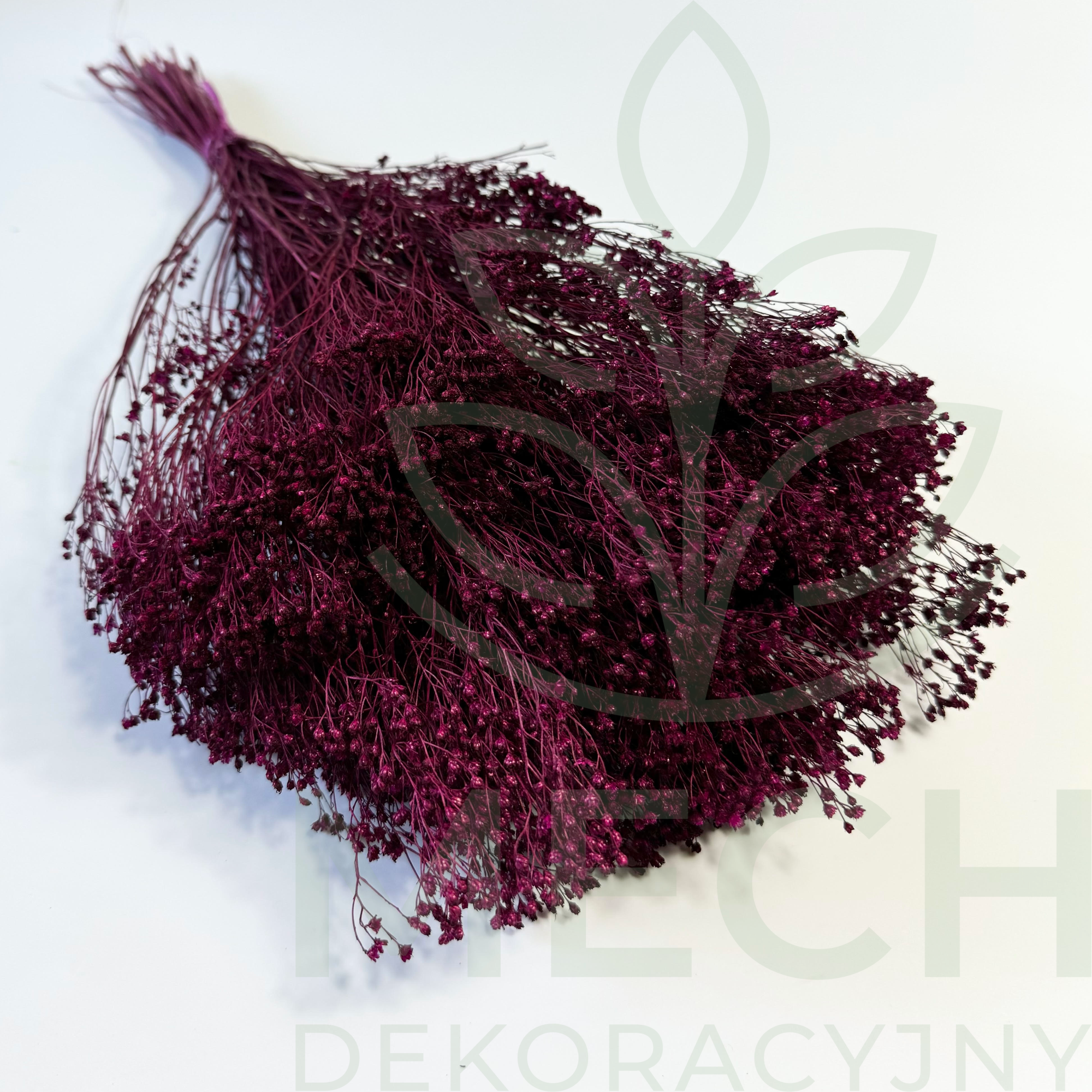 Broom Bloom ciemna fuksja suszony.png