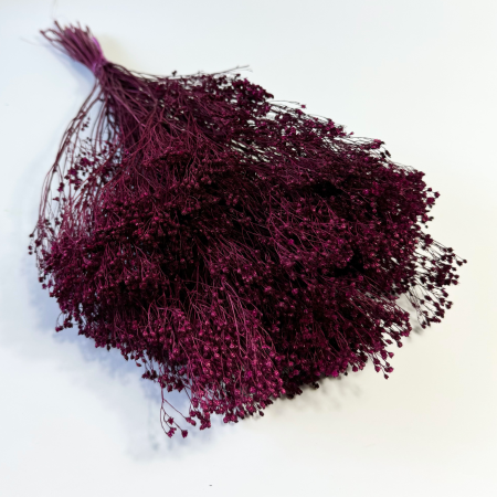 Broom Bloom ciemna fuksja suszony.png