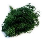 Broom Bloom suszony | zielony | ok. 100 g