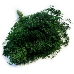 Broom Bloom suszony | zielony | ok. 100 g