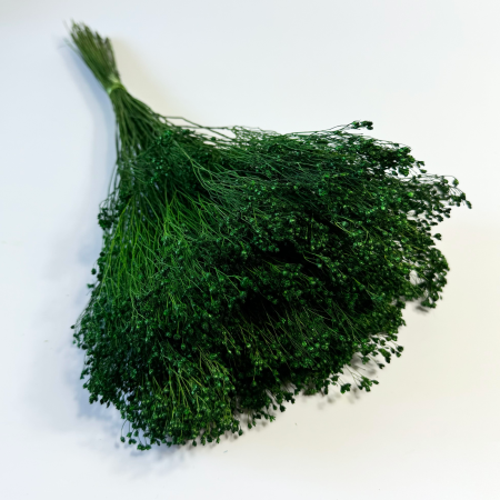 Broom Bloom zielony suszony.png