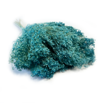 Broom Bloom suszony | jasnoniebieski | ok. 100 g