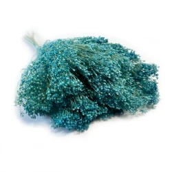 Broom Bloom suszony | jasnoniebieski | ok. 100 g