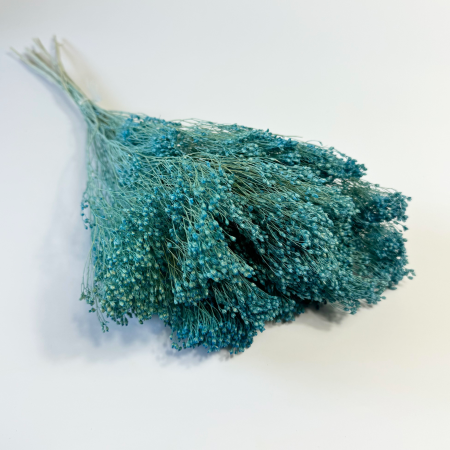 Broom Bloom jasnoniebieski suszony.png