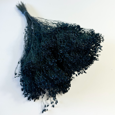 Broom Bloom granatowy suszony.png