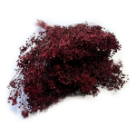 Broom Bloom suszony | bordowy | ok. 100 g