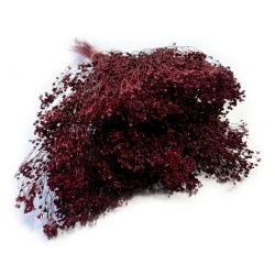 Broom Bloom suszony | bordowy | ok. 100 g