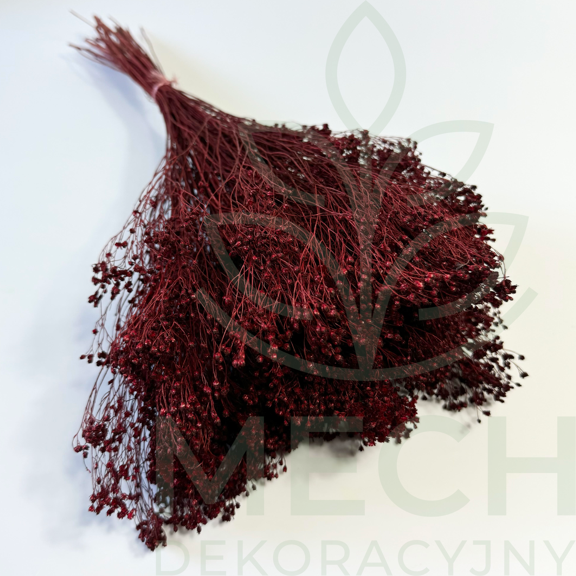 Broom Bloom bordowy suszony.png