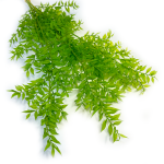 Ruskus stabilizowany | jasnozielony | 5 sztuk gałązek