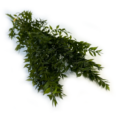 Ruskus stabilizowany ciemnozielony.png
