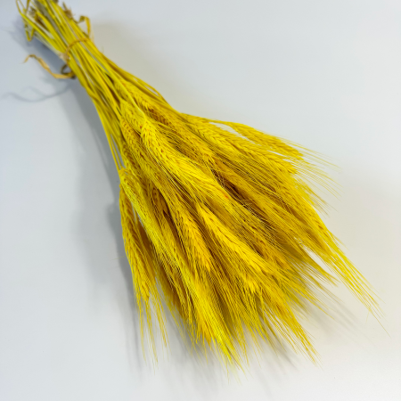 Pszenżyto żółte suszone.png