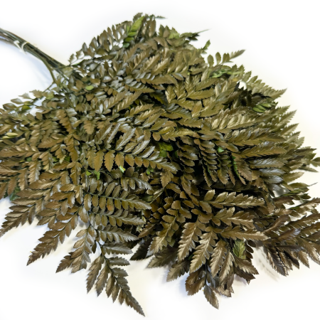 Paproć stabilizowana.png