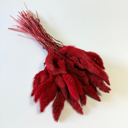 Włośnica setaria suszona czerwona