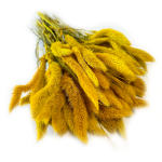 Włośnica Setaria suszona | żółta | 100 g