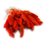 Włośnica Setaria suszona | pomarańczowa | ok. 100 g