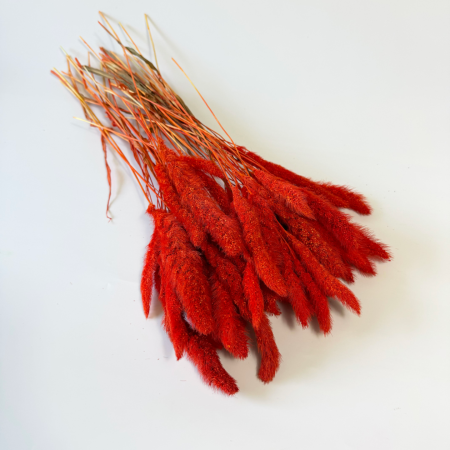 Włośnica setaria suszona pomarańczowa