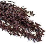 Eukaliptus stabilizowany | czerwony | ok. 100 g