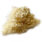 Broom Bloom suszony | biały | ok. 100 g