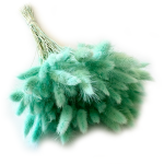 Dmuszek jajowaty (Lagurus) suszony | miętowy | ok. 150 szt. | 60 cm