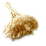 Dmuszek jajowaty (Lagurus) suszony | kremowy | ok. 150 szt. | 60 cm