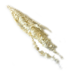 Eukaliptus stabilizowany spiral | biały | 60 cm