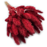 Włośnica Setaria suszona | bordowa | ok. 100 g