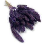 Włośnica Setaria suszona | fioletowa | 100 g