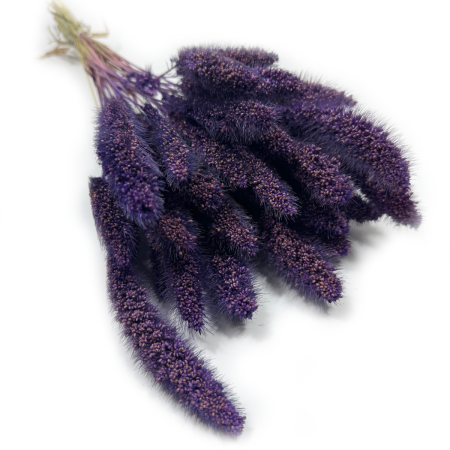 Włośnica setaria suszona