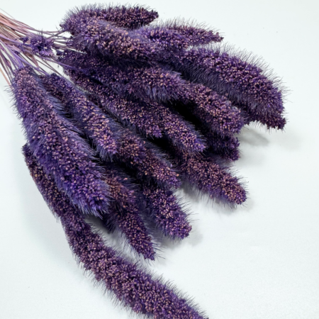 Włośnica setaria suszona fioletowa