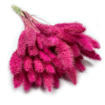 Włośnica Setaria suszona | fuksja | 100 g