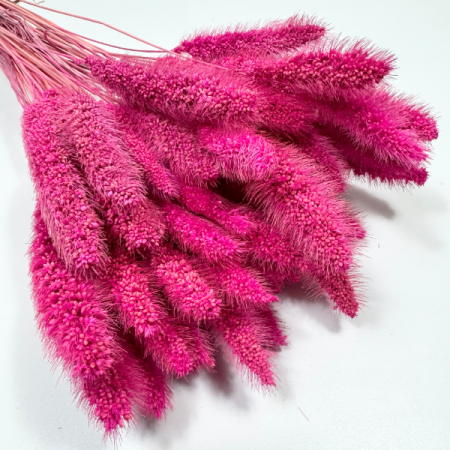 Włośnica setaria suszona fuksja