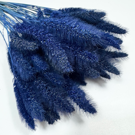 Włośnica setaria suszona granatowa