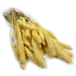 Włośnica Setaria suszona | bielona | 100 g