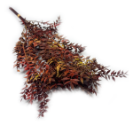 Ruskus stabilizowany | bordowo czerwono żółty | 5 sztuk gałązek