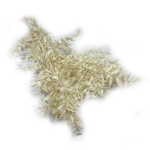 Ruskus stabilizowany | biały | 5 sztuk gałązek